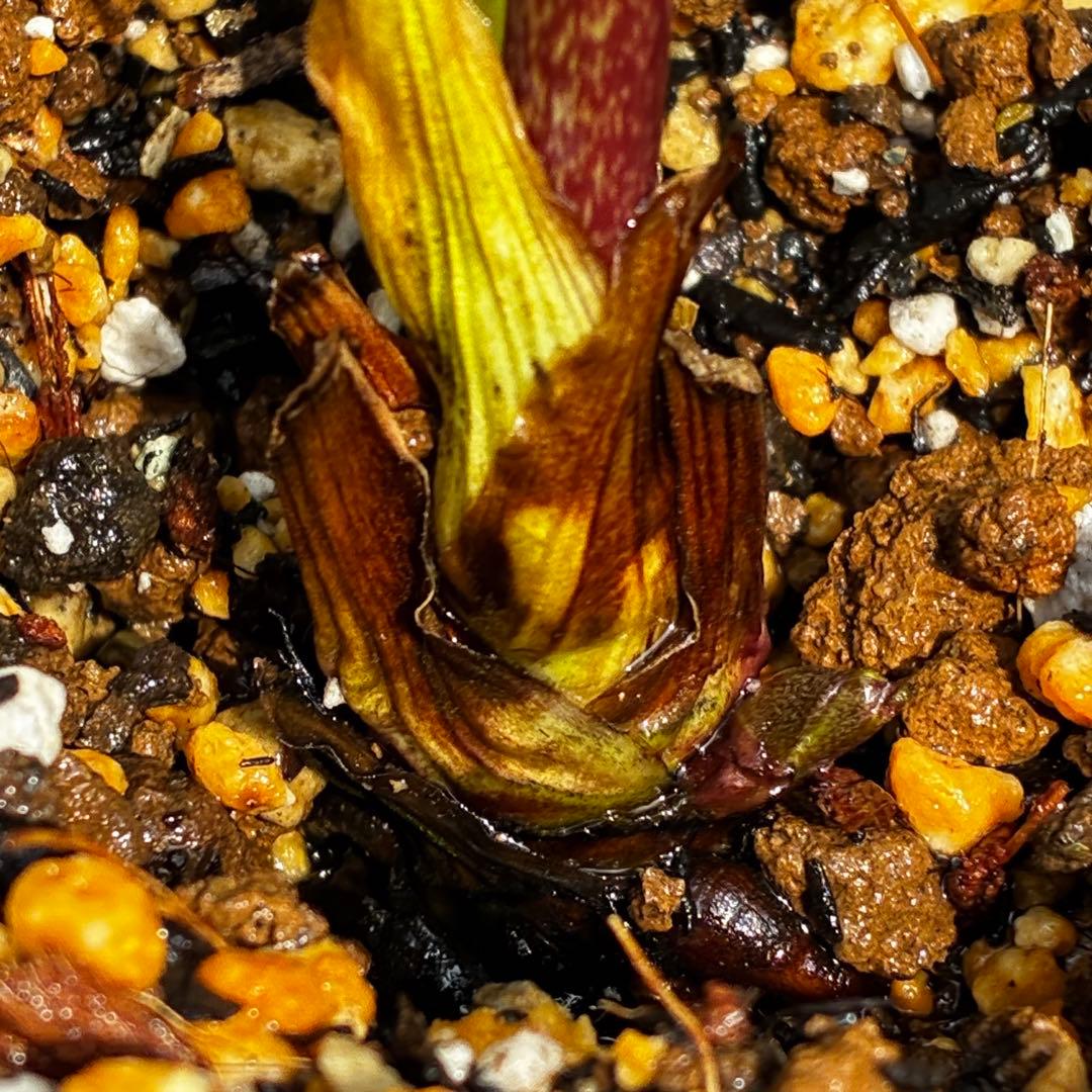 ｍ*a様 585☘️蕾花付☘️トンガリ個性的☘️6号⭐️小中輪⭐️超スーパー多弁