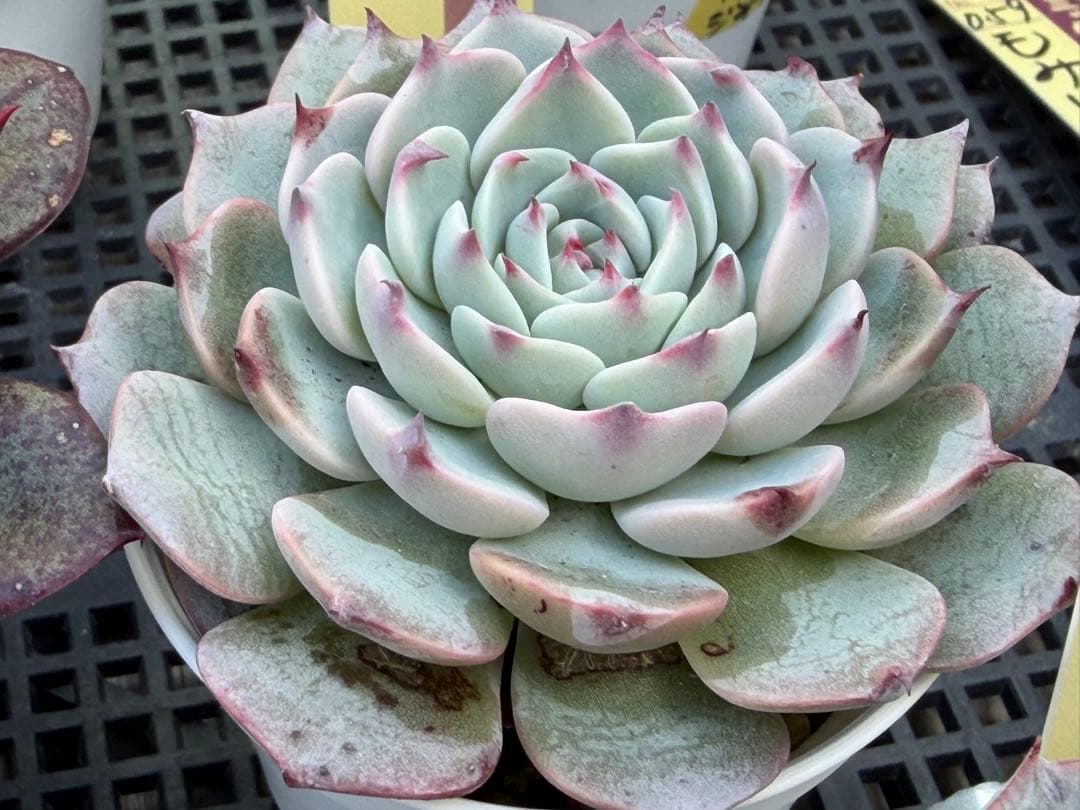 おらいさん苗12個セット そわそわオマケで13苗ミックスベリア