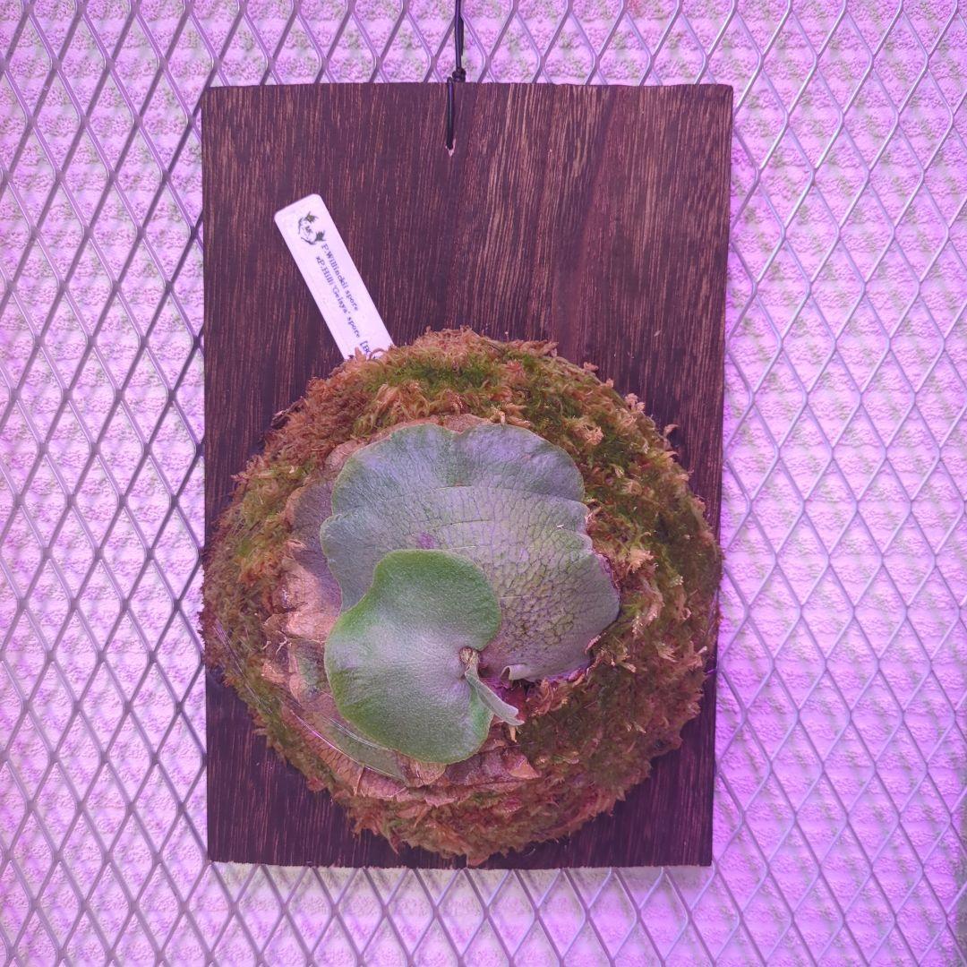 P.Willinckii × P.Hillii 'Geisya' spore - メルカリ