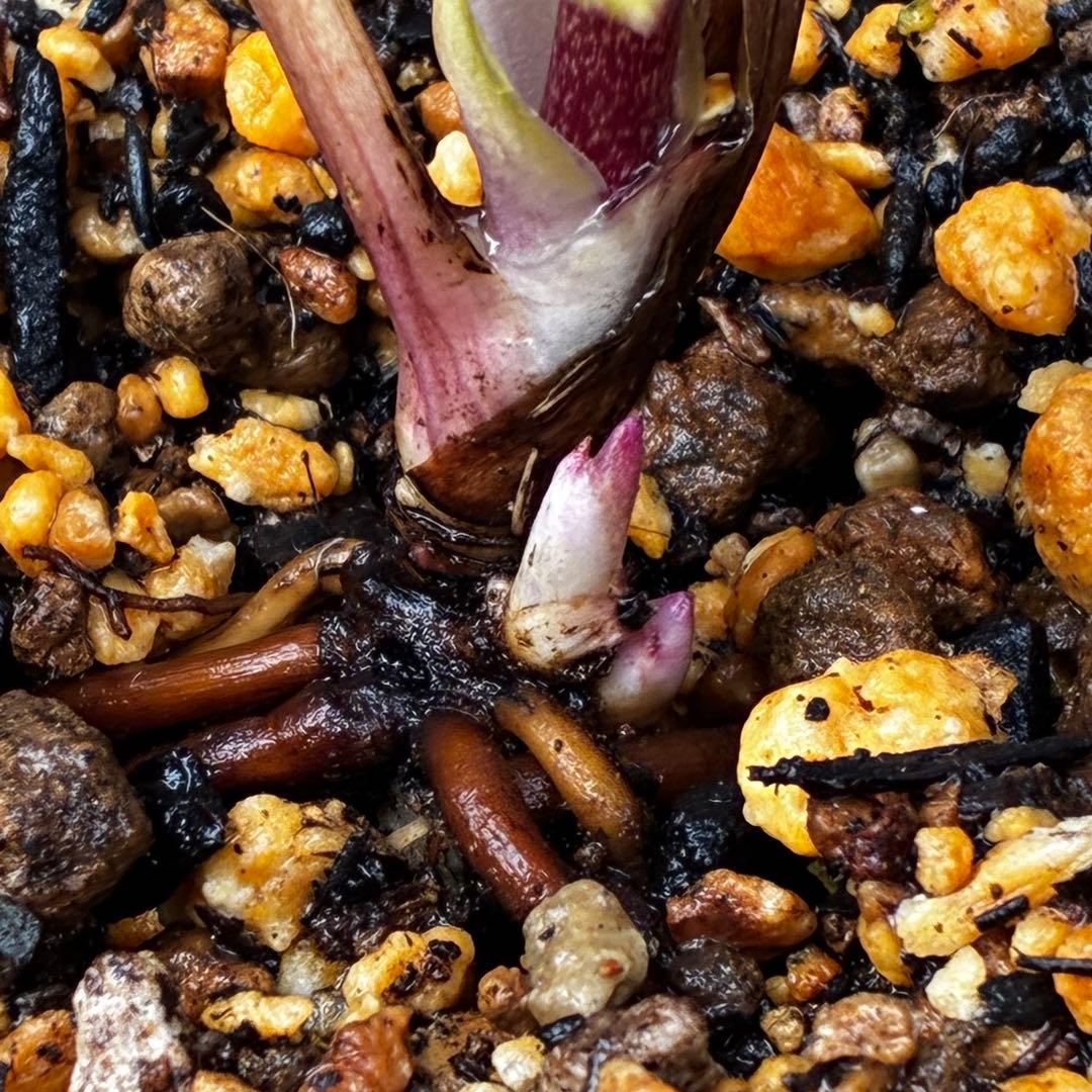 ヘ*6様 3565☘️蕾花付き☘️極上☘️⭐️小輪⭐️ ハートSD⭐️オーレア⭐