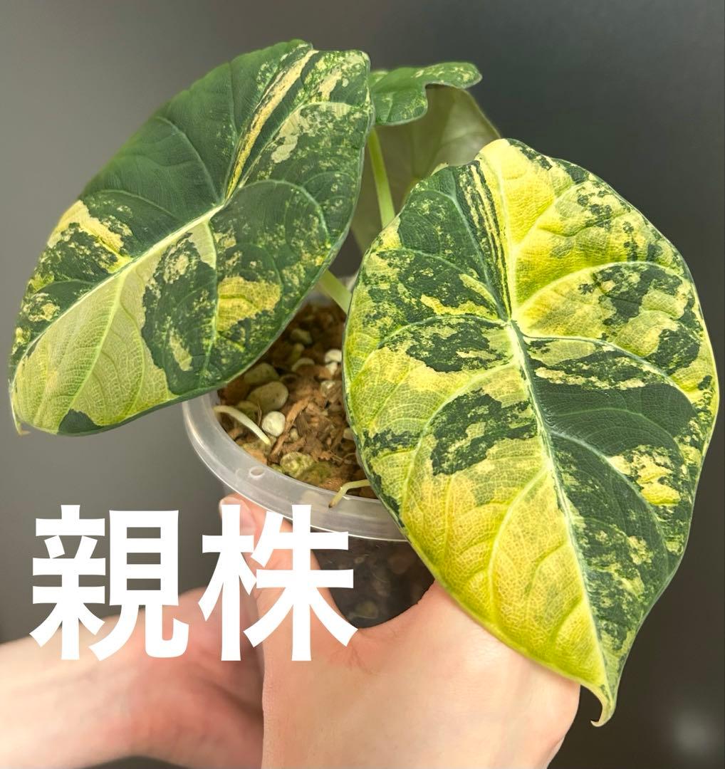 芋】 アロカシア マハラニ ゴールド 斑入り - メルカリ