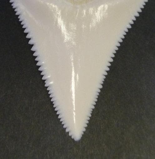 ホホジロザメ（Carcharodon carcharias）の歯 48.1mm