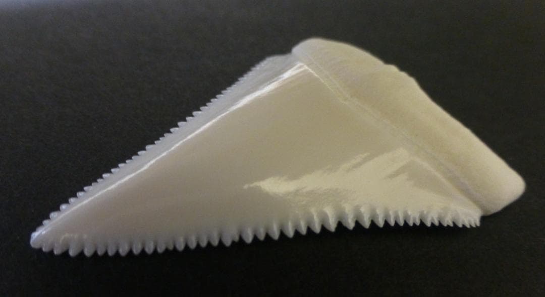 ホホジロザメ（Carcharodon carcharias）の歯 48.1mm