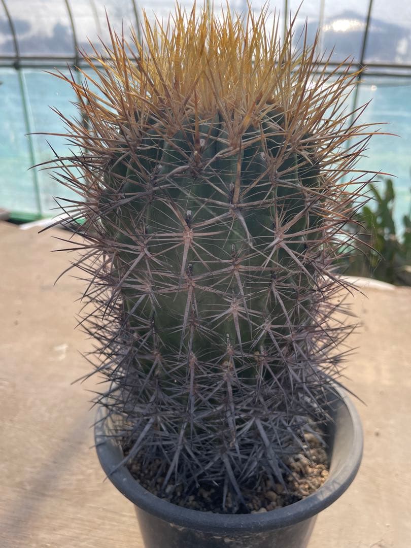 サボテン 黄金冠 フェロカクタス 古株 大きめ