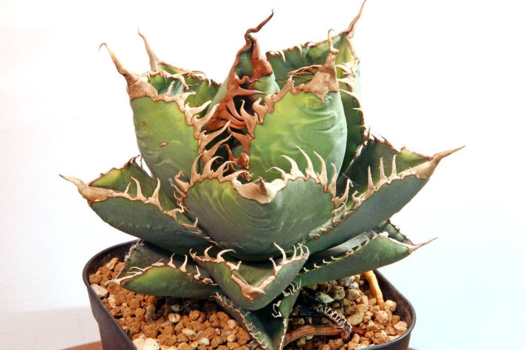 スーパーチタノタ☆カクタスグリーン産CACTUS GREEN産☆子株付き