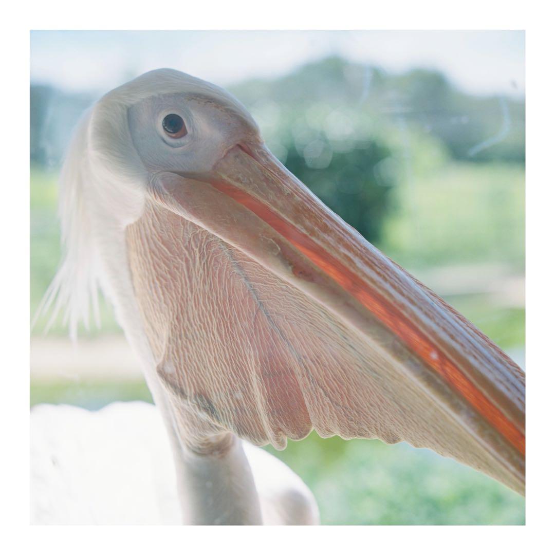 [露出計完動]Rolleiflex 2.8F Planar 80mm 二眼カメラ