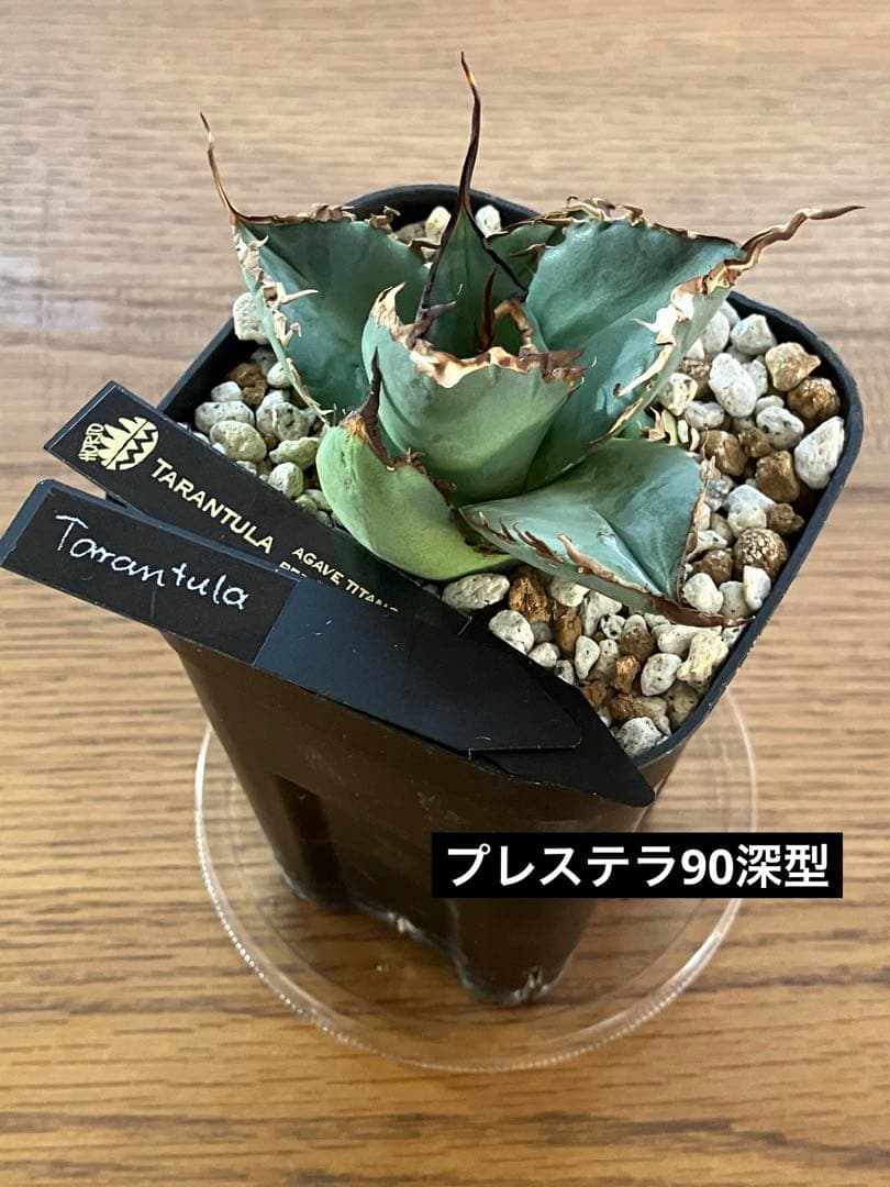 モ*ギ様 【初売りオークション】49 REZA産　長棘　アガベ　TARANTUL