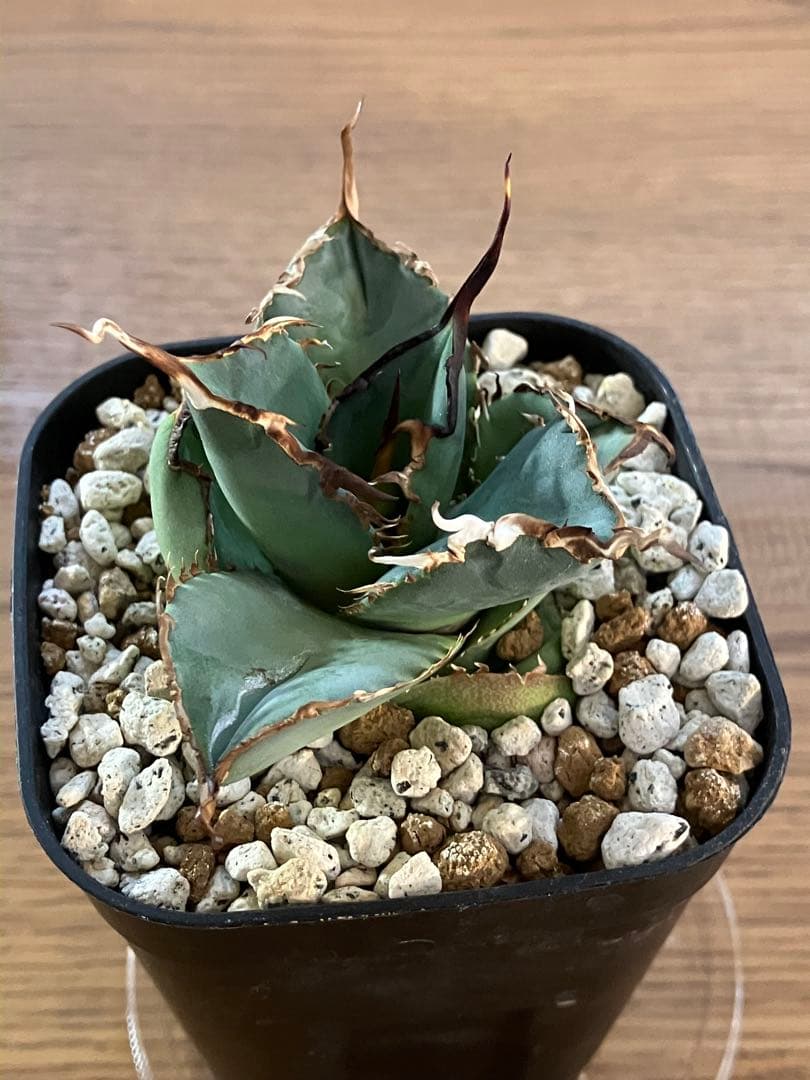 モ*ギ様 【初売りオークション】49 REZA産　長棘　アガベ　TARANTUL