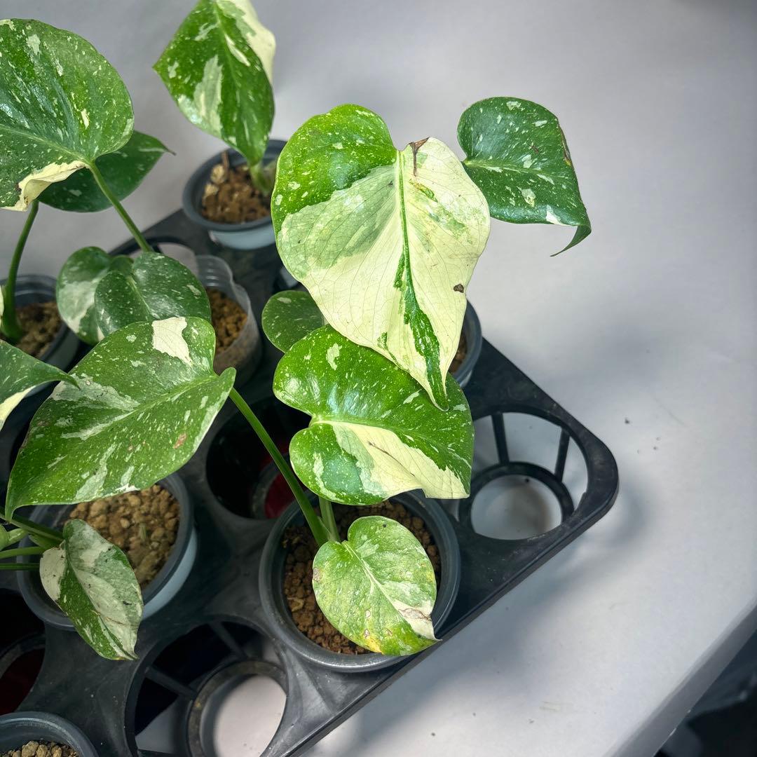 10株セット訳ありa16【特別選抜】モンステラ・タイコンステレーション