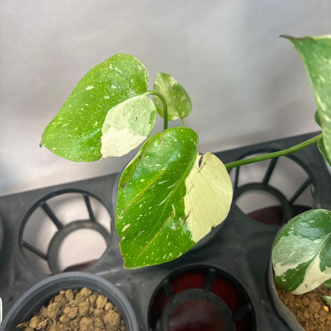 10株セット訳ありa16【特別選抜】モンステラ・タイコンステレーション