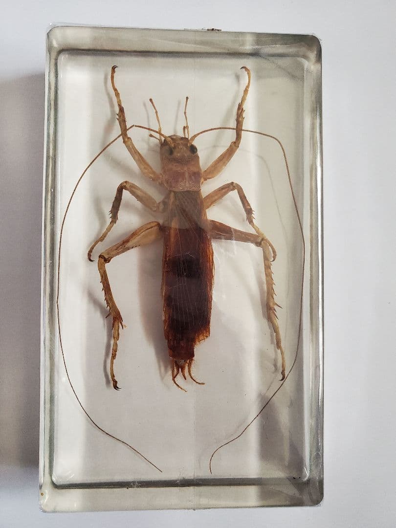 オバケコロギス オバケコオロギ 樹脂標本 - メルカリ