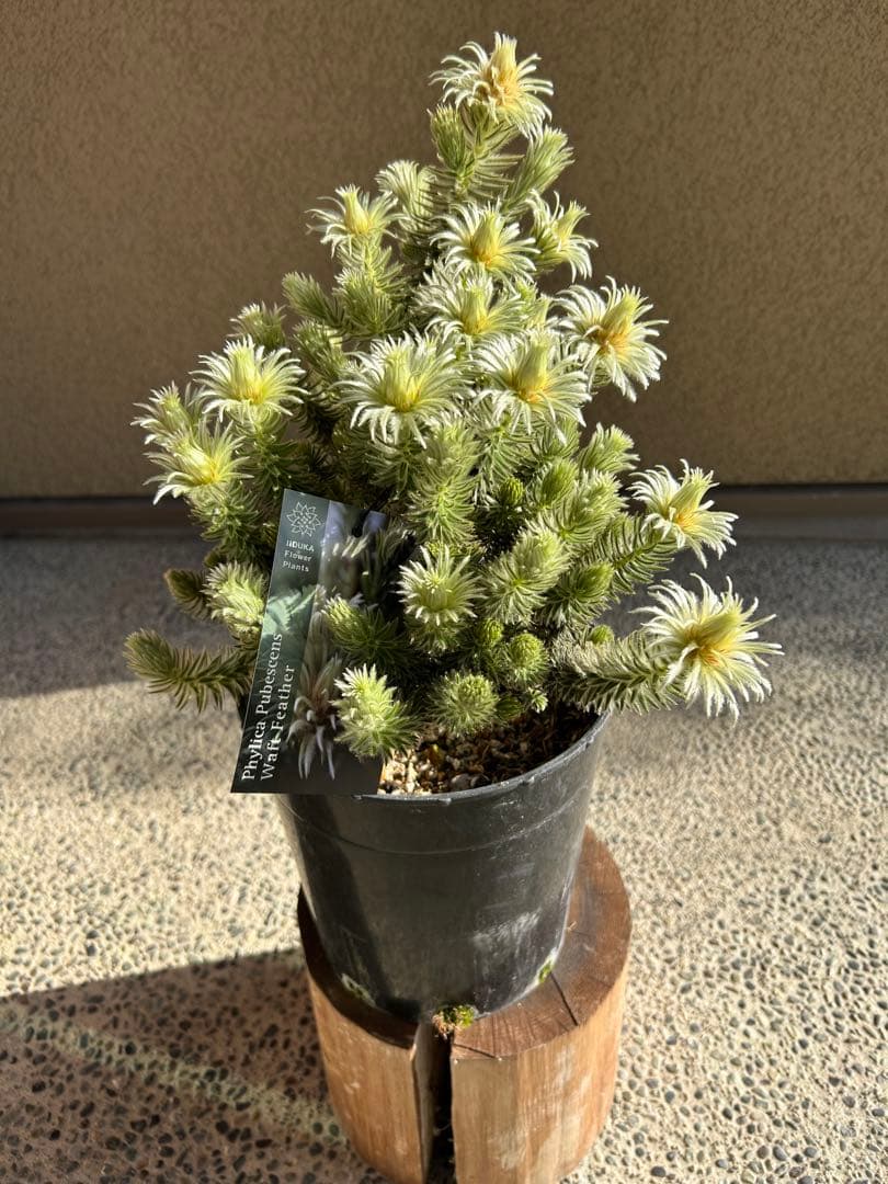 フィリカプベッセンスワフトフェザー7号① 園芸ネット本店｜フィリカ プベッセンス：ワフトフェザー7号鉢植え の