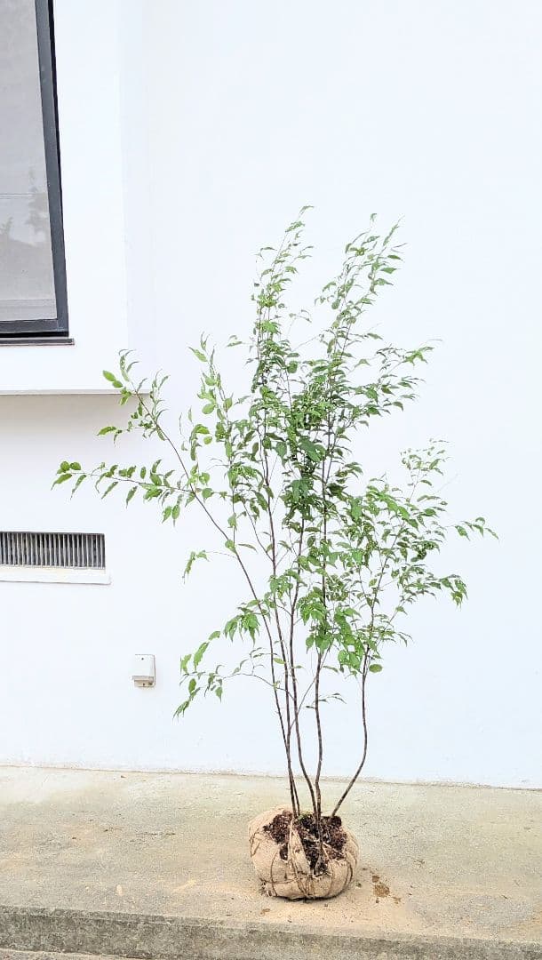 美形。山採りハイノキ。 美しい樹形が魅力的 山採り ハイノキ 株立 735 樹高2.1m位 高級樹