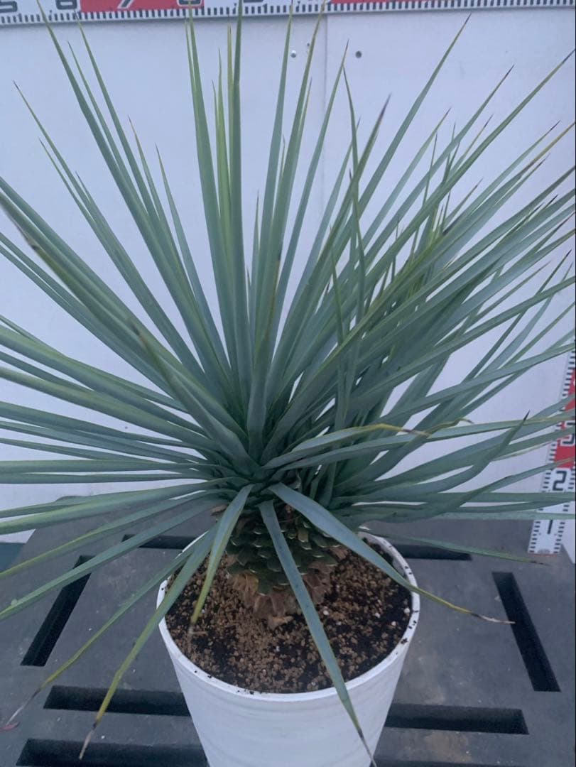 ユッカ リギダ 分頭 白鉢 | 激安通販のイーサプライ