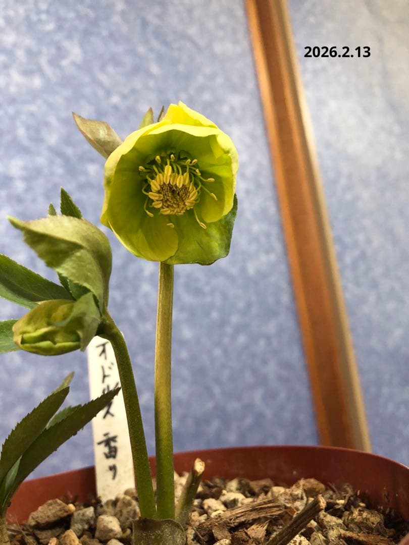 クリスマスローズ 原種 オドルス 緑 シングル 香り - メルカリ