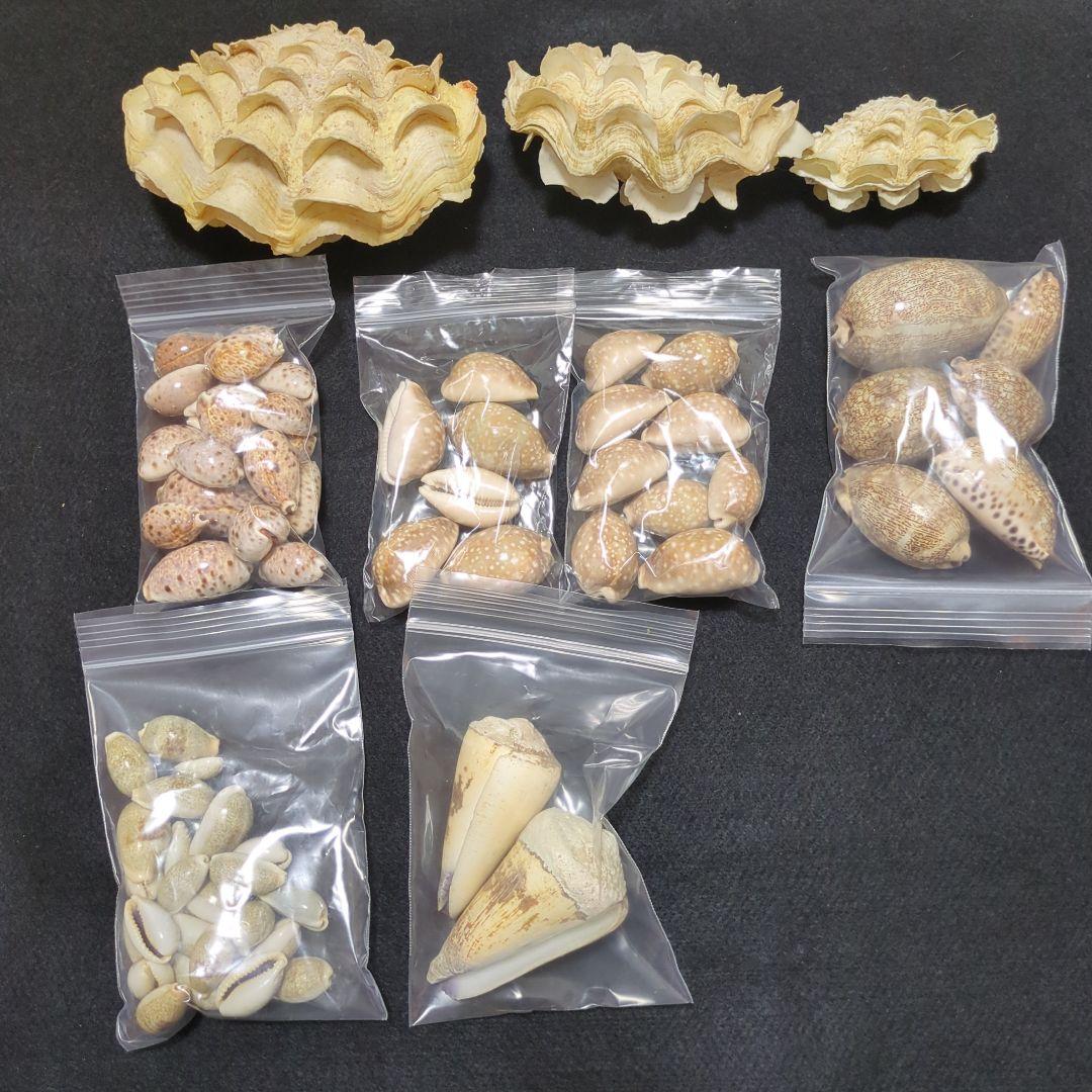 下*田様 貝殻 まとめ売り （タカラ貝等々…） 標本 - メルカリ