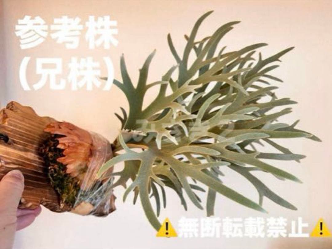 し*ー様 ◇ P.Willinckii 'OMG' spore（O-018）