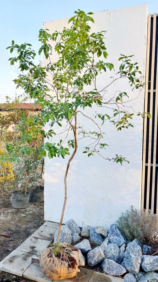 超逸品。山採りアセビ2.5M(鉢底から)品番A