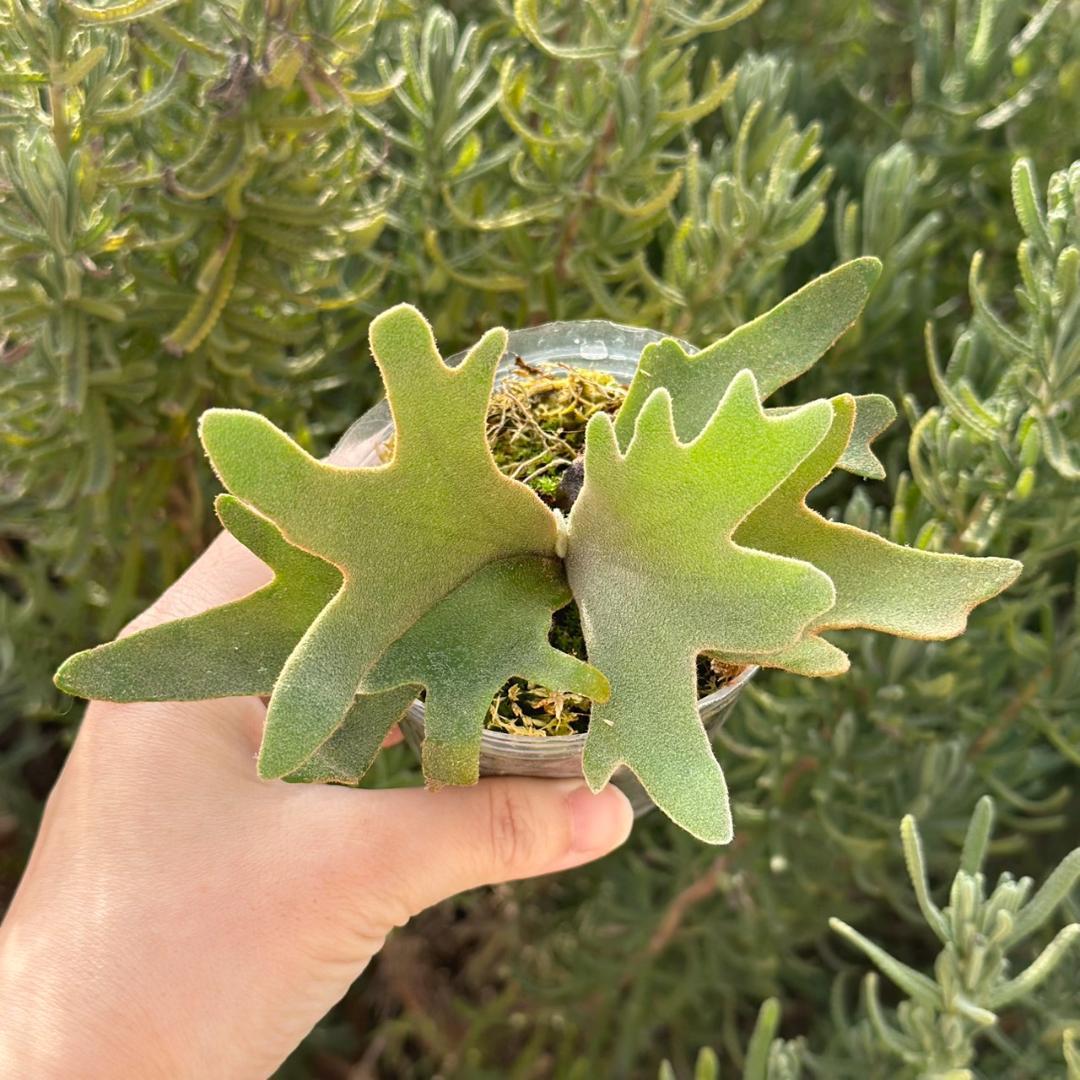 P.willinckii OMG spore 4004 - メルカリ