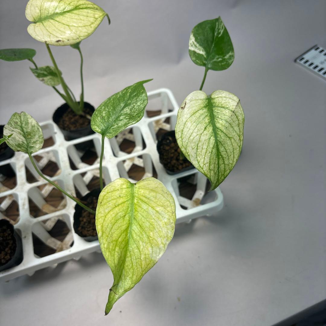 5株セットms126ホワイトモンスター／天津蘭 モンステラ斑入り