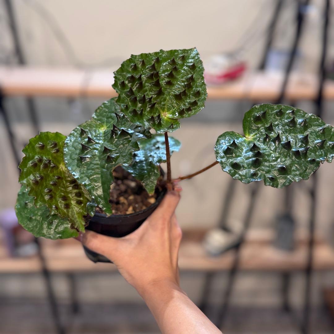 h*o様 26 ベゴニア　フェロックス　トゲトゲ　大きめ h*o様 26 ベゴニア フェロックス トゲトゲ 大きめ - メルカリ