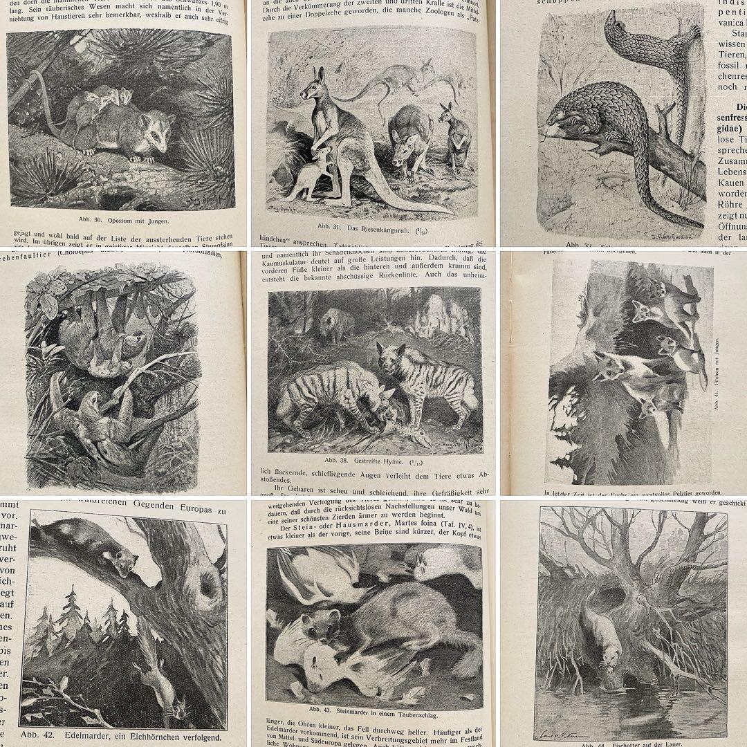雰囲気の動物達の絵]ドイツの古い哺乳類図鑑(1922年)/動物図鑑 雰囲気
