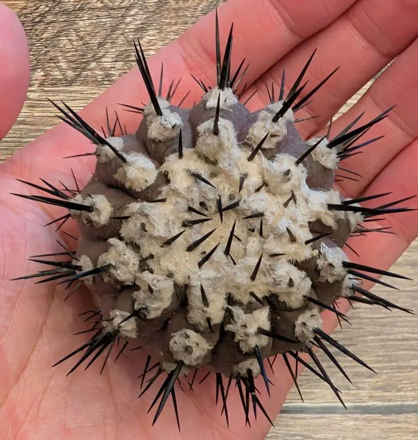 ア*エ様 コピアポア　シネレア　黒王丸　強棘① コピアポア シネレア 黒王丸 実生 | GREEN LUCK