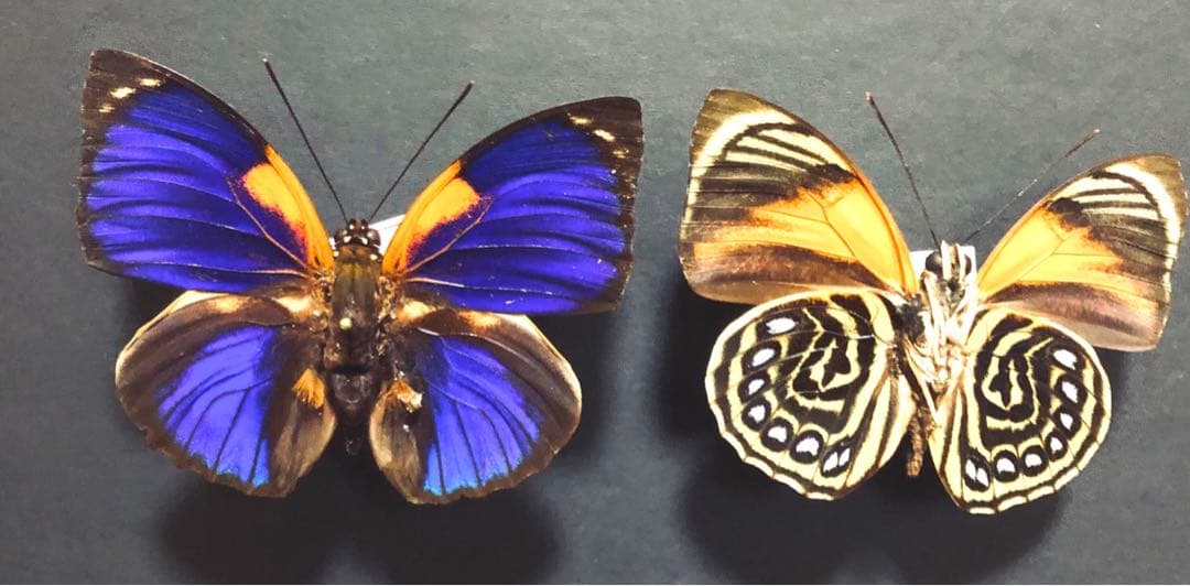 蝶標本 チャールトンウスバ ペア