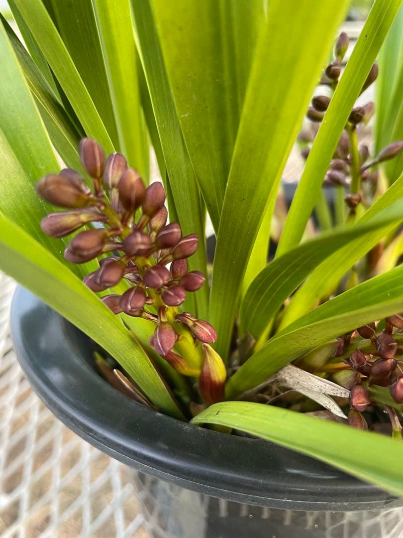 R8年キンリョウヘン花芽10本#3 - メルカリ