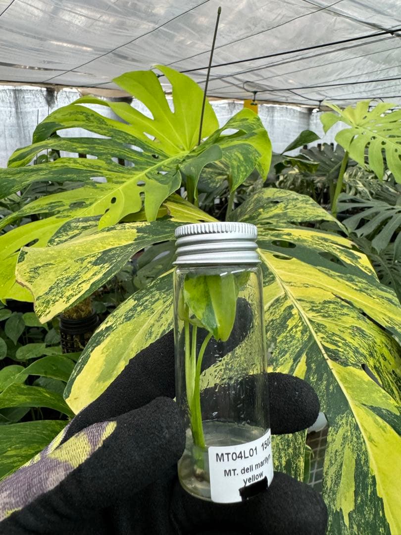 ☆希少☆ベゴニア マクラータ 斑入り 発根管理中