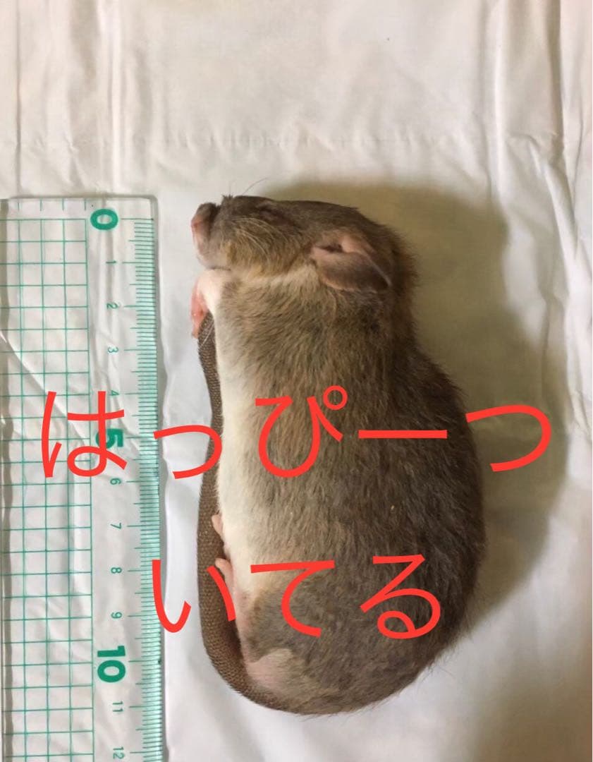 冷凍PS50 PL30 ADL60 Mama Cozzi's Pizza Kitchen French Bread Pepperoni Pizza, 2 count