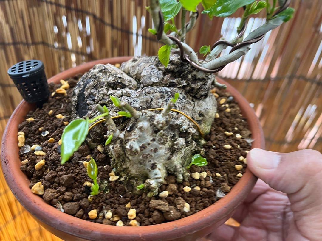 ✨✨✨オキナワイボオオハマボウ【◎良品素材】検/ハート葉happy♪セール♪