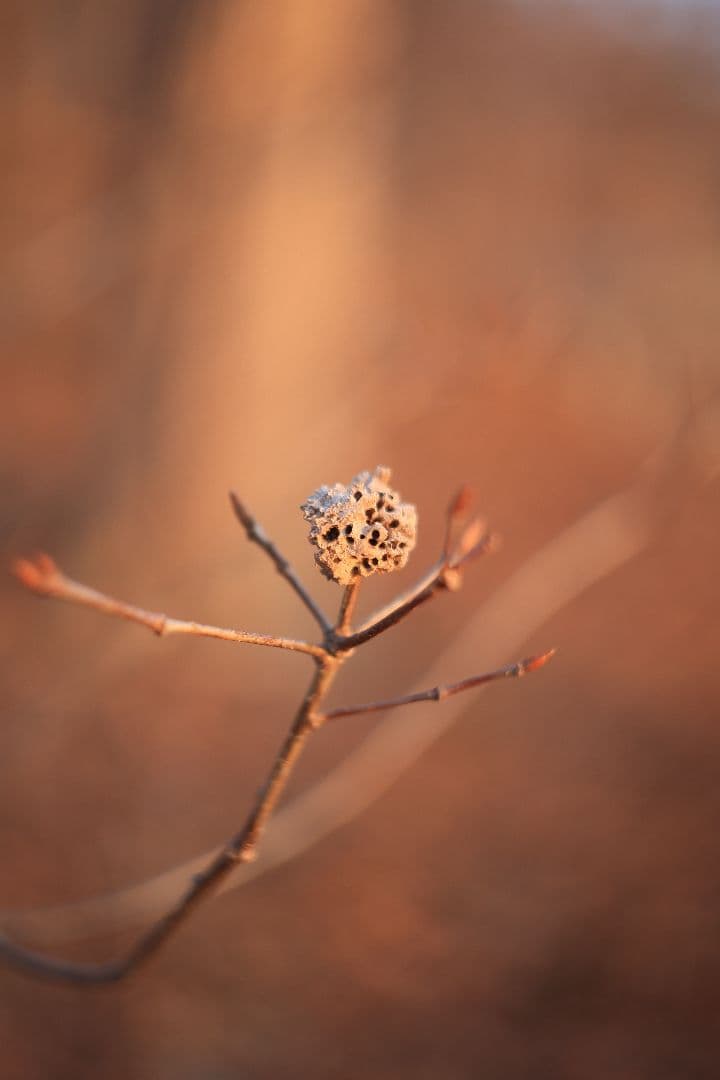 HELIOS-44 58mm F2 silver《MMZ製》【光学美品】