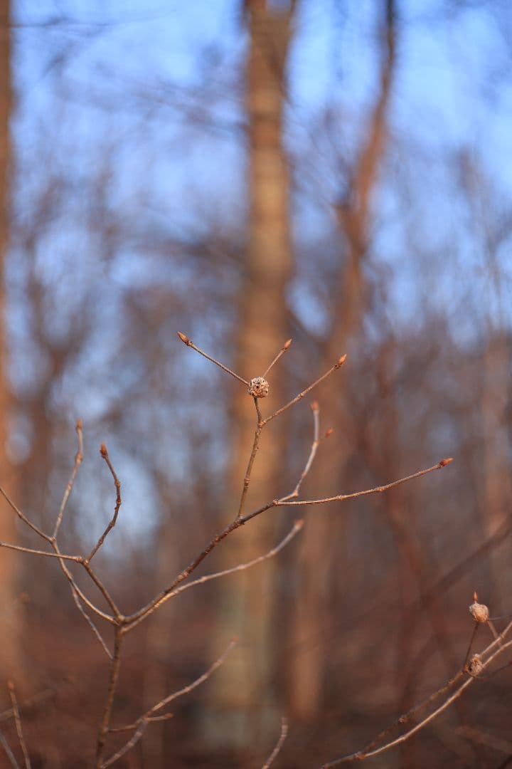 HELIOS-44 58mm F2 silver《MMZ製》【光学美品】