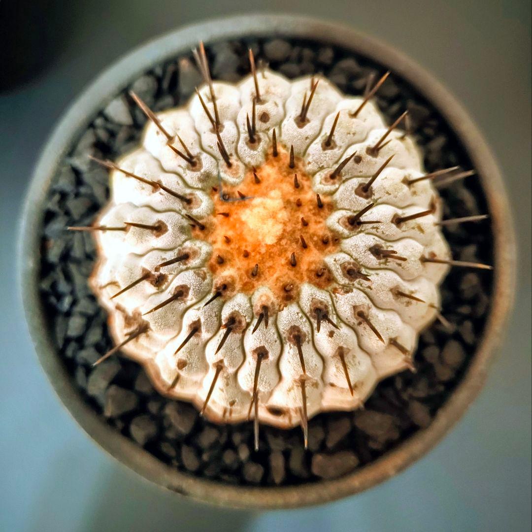 【鉢底発根】コピアポア コルムナアルバ 孤竜丸 黒王丸 普賢鉢 柿右衛門 RAFLUMコレクション】コピアポア コルムナアルバ 