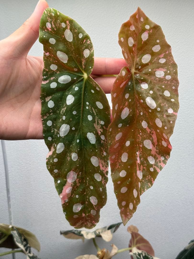 ☆希少☆ベゴニア マクラータ 斑入り 発根管理中