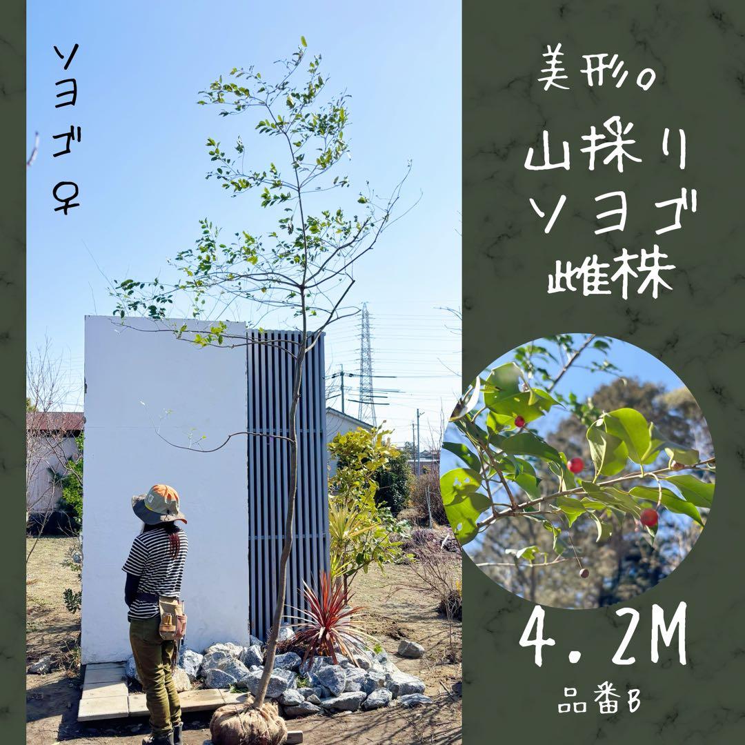 希少。特大山採りソヨゴ雌株4.2M(鉢底から) - メルカリ