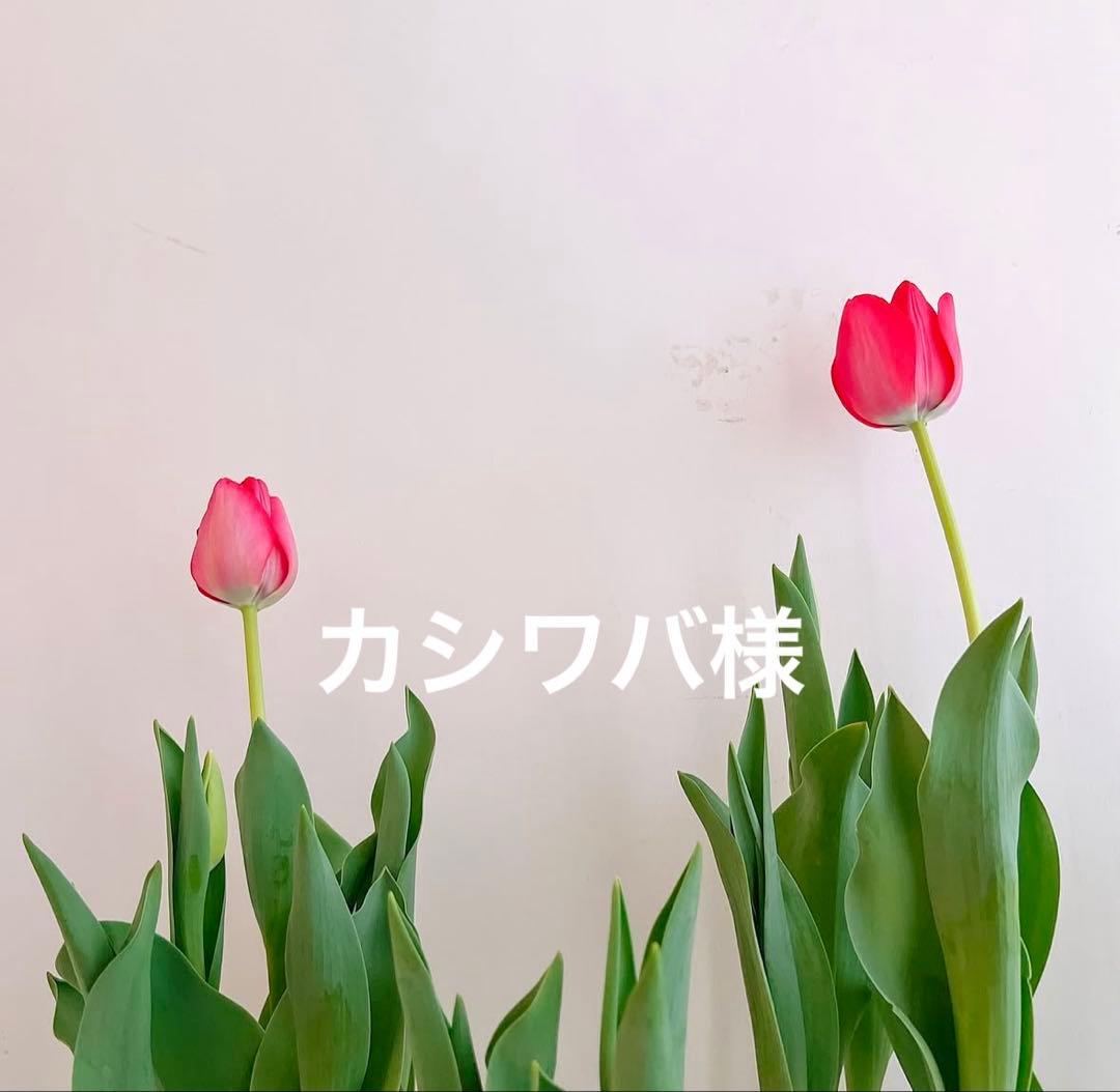 カシワバ　おまとめです INTERMODE KAWABE｜BOSS(ボス) メンズ ミニタオル | Rakuten Fashion