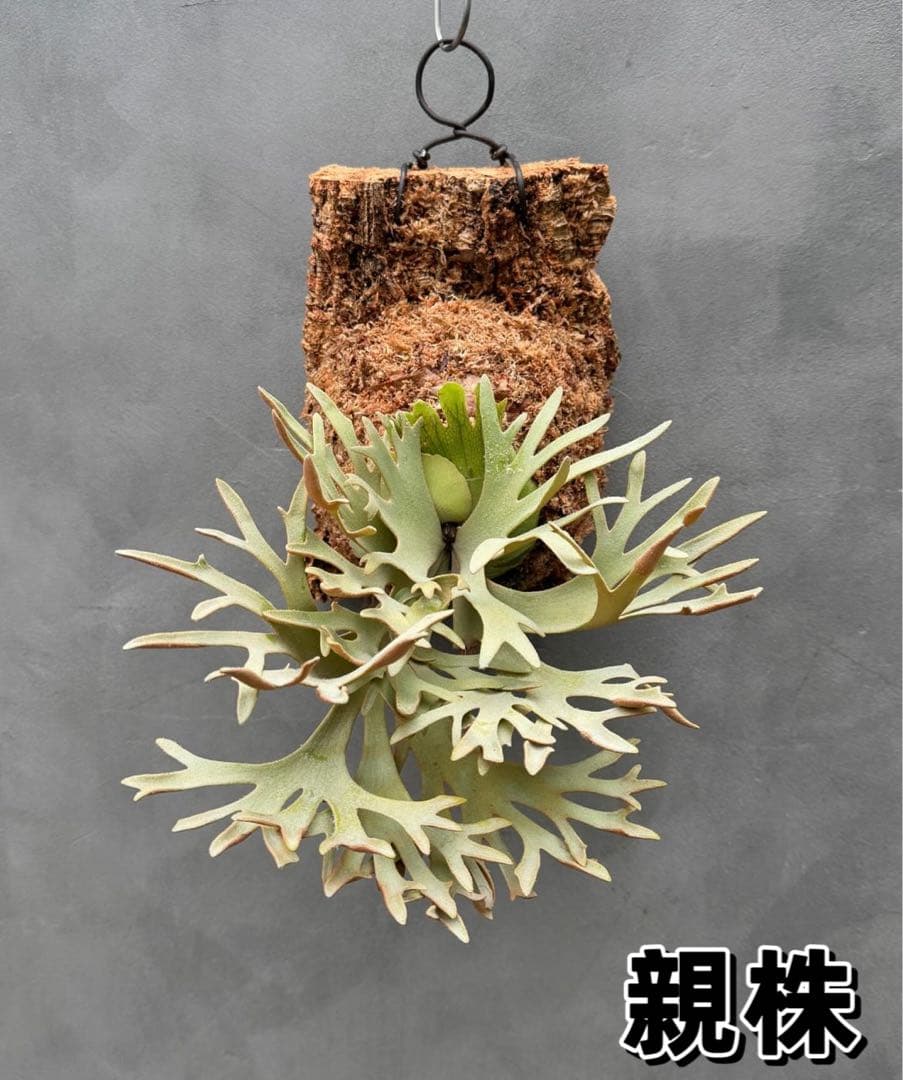 ビカクシダ willinckii Golden Boy sporeling 金童 - メルカリ