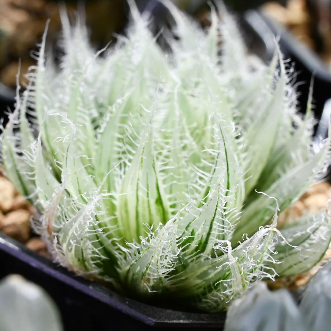 ハオルチア アラネア・ギガス錦 極上斑 - メルカリ