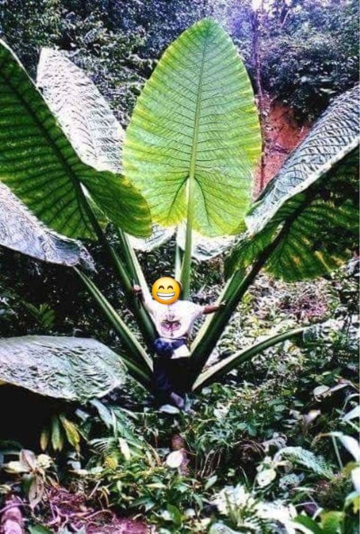 原種 世界最大 アロカシア ロブスタ サトイモ科 アロイド パルダリウム