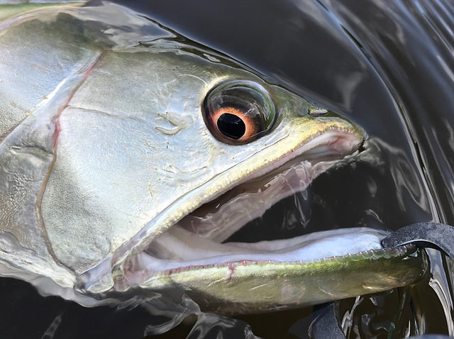 Botia60S+｜｜ボティア60S+