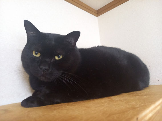 新玉旅館】2024年 幸せニャンコ第1号・ミント君