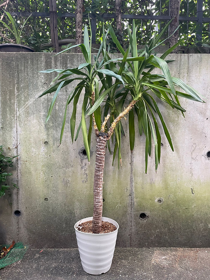 シッカリとした幹から長く伸びた葉ユッカ・エレファンティペス Yucca