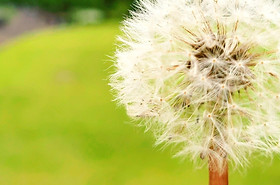 たんぽぽの事業所 | たんぽぽ会