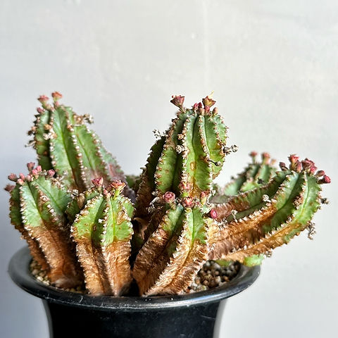 人気品種】群生木質化ユーフォルビア バリダ ホリダ オベサ 子吹き