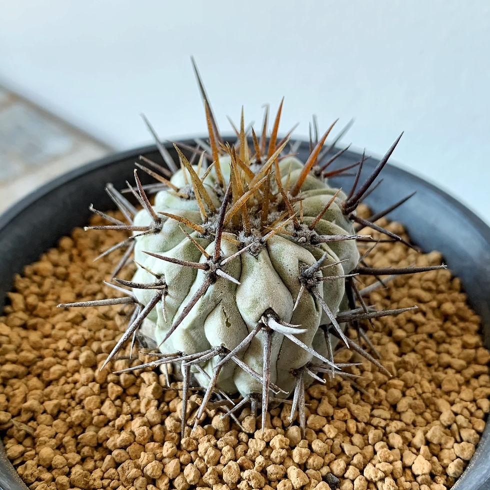 尚様専用です。②[サボテン] コピアポア コルムナアルバ 孤竜丸[現地球