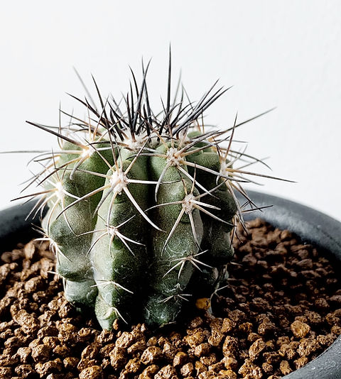 コピアポア ブリトゲシー（舞竜丸）＃01 | BIZARRE GREEN