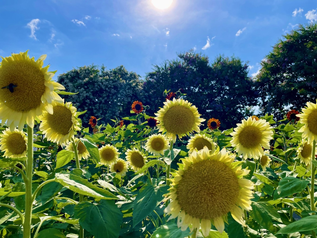 奈良県営馬見丘陵公園で圧巻の「ひまわり」とマルシェを楽しもう