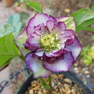 加藤農園 - クリスマスローズ・多肉shop 涼花(SUZUKA)